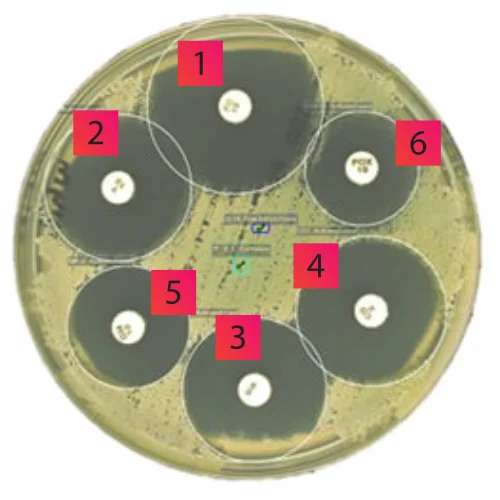 Agar plate of Clostridium perfringens type A with six numbered wells, each surrounded by a clear inhibition zone.