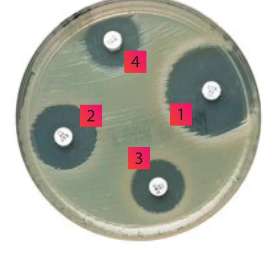 Agar plate of Staphylococcus aureus ATCC 33591 with four numbered wells, each surrounded by a clear inhibition zone.
