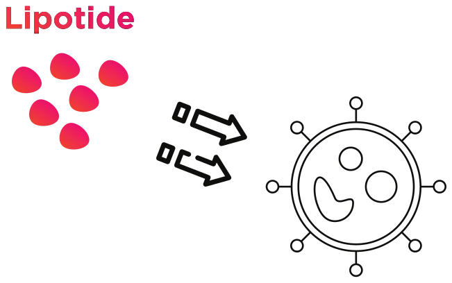 Diagram of Lipotide molecules moving toward and attacking a bacterial cell wall.