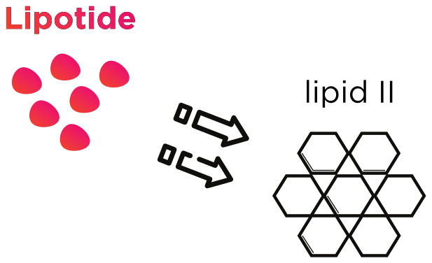 Diagram of Lipotide molecules binding to the lattice of lipid II.