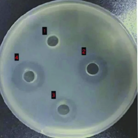 Agar plate with four numbered wells; wells 2 to 4 show clear inhibition zones around them.