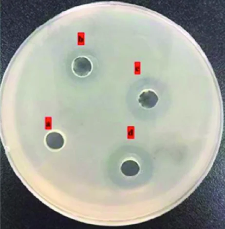 Agar plate with four wells labelled a to d; wells b to d show clear inhibition zones around them.