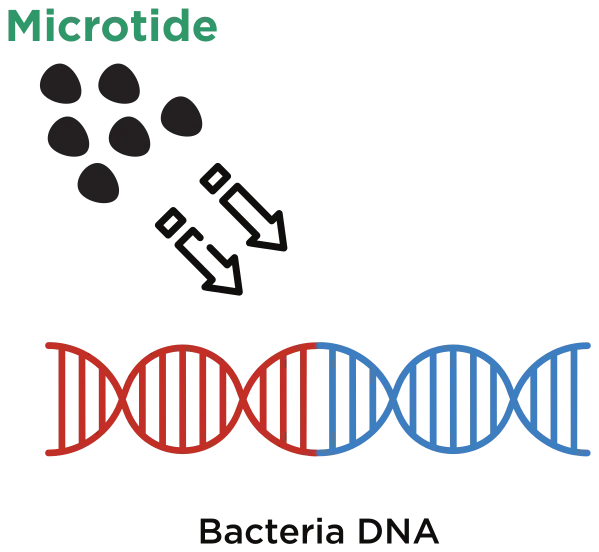 Diagram of Microtide molecules acting directly on bacterial DNA.
