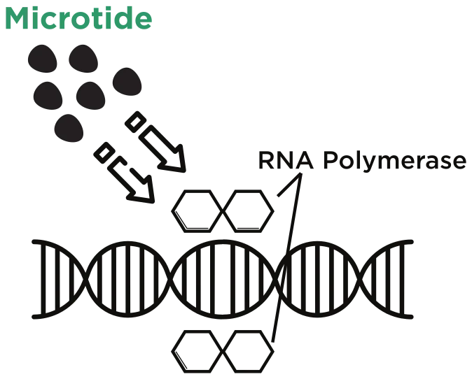 Diagram of Microtide molecules acting on RNA polymerase along a DNA strand.