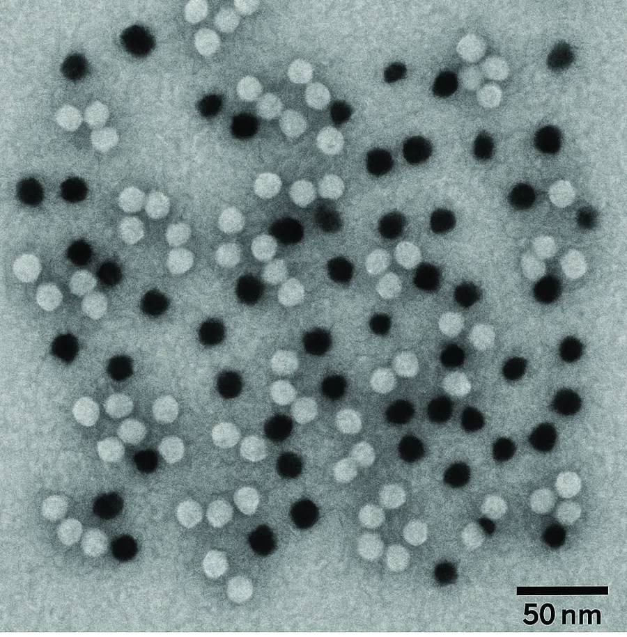 Transmission electron micrograph of phytase enzyme molecules as light spheres and bound phosphate ions as dark spots, with a 50 nm scale bar.